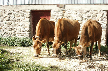 Cow Families Image
